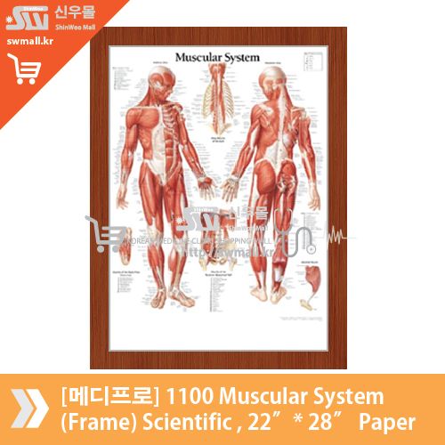 [메디프로]1100 Muscular System