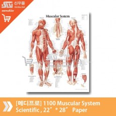 [메디프로]1100 Muscular System