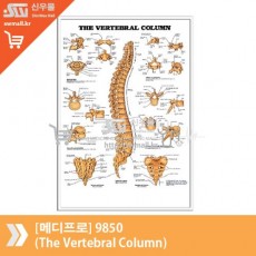 [메디프로]9850(The Vertebral Column)