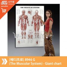 [메디프로]8946 G (The Muscular System) - Giant chart